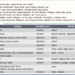 İlk Çağ Felsefesi Arkhe Anlayışları